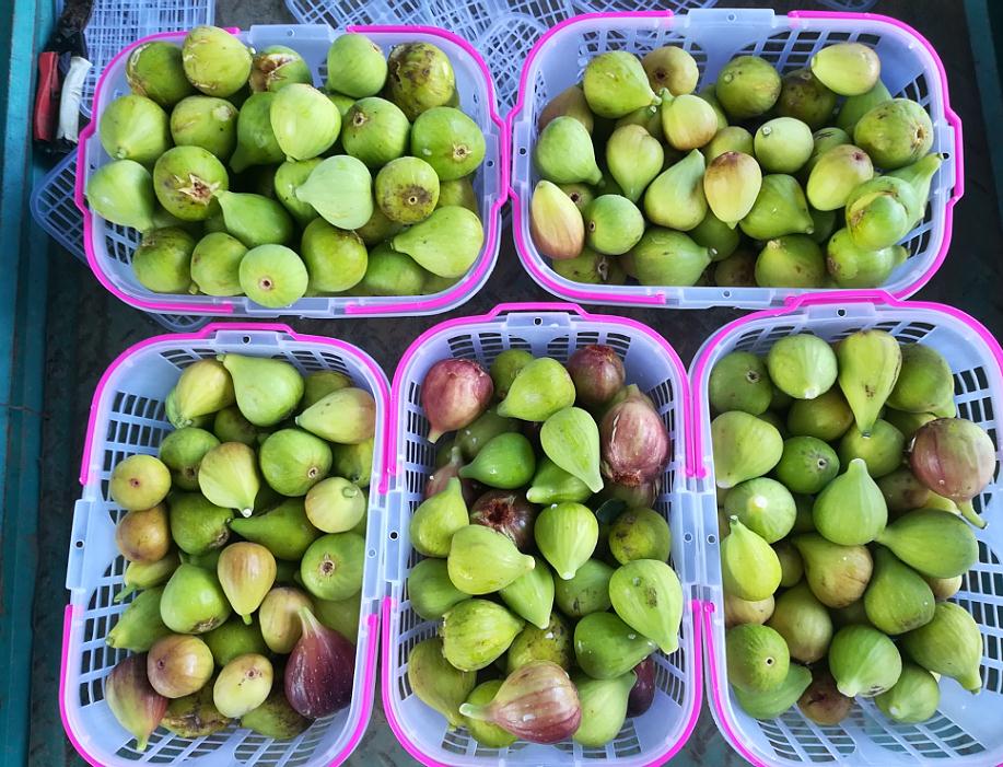 4_采摘的无花果